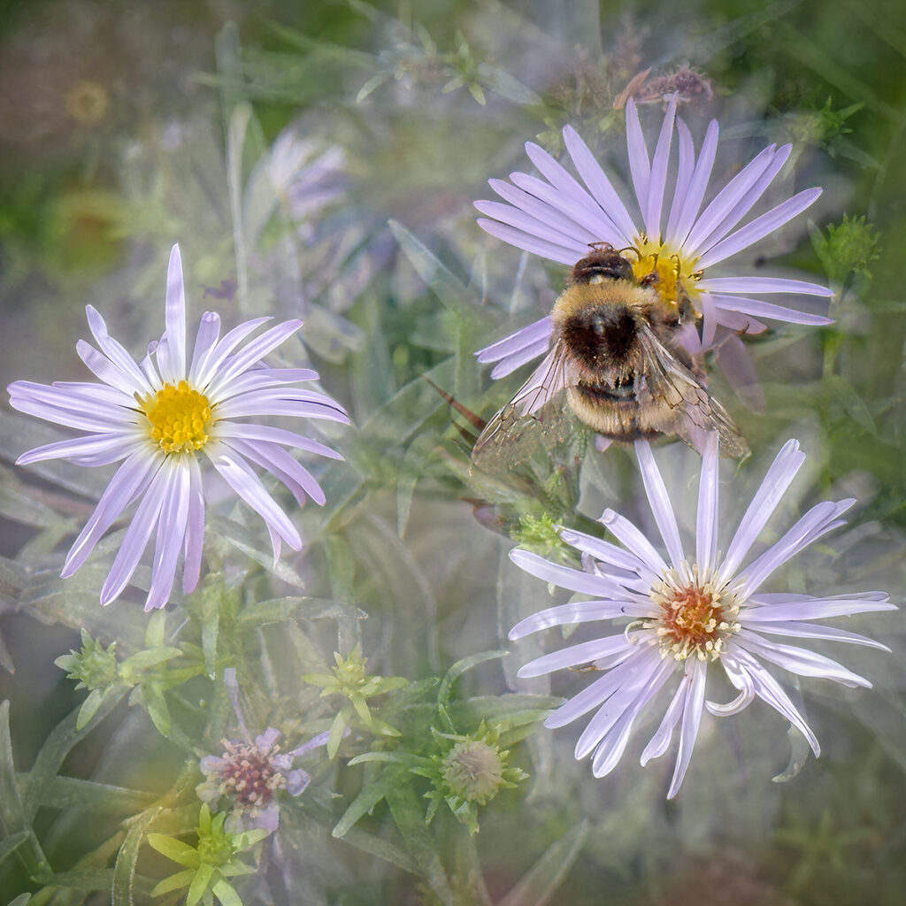 Flowers and a Bee by Richard Burch — photograph by Richard Burch