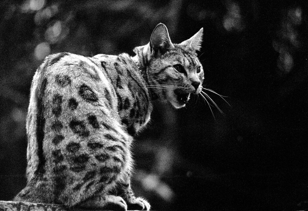 Annoyed Cat by Peter Elgar — photograph by Peter Elgar