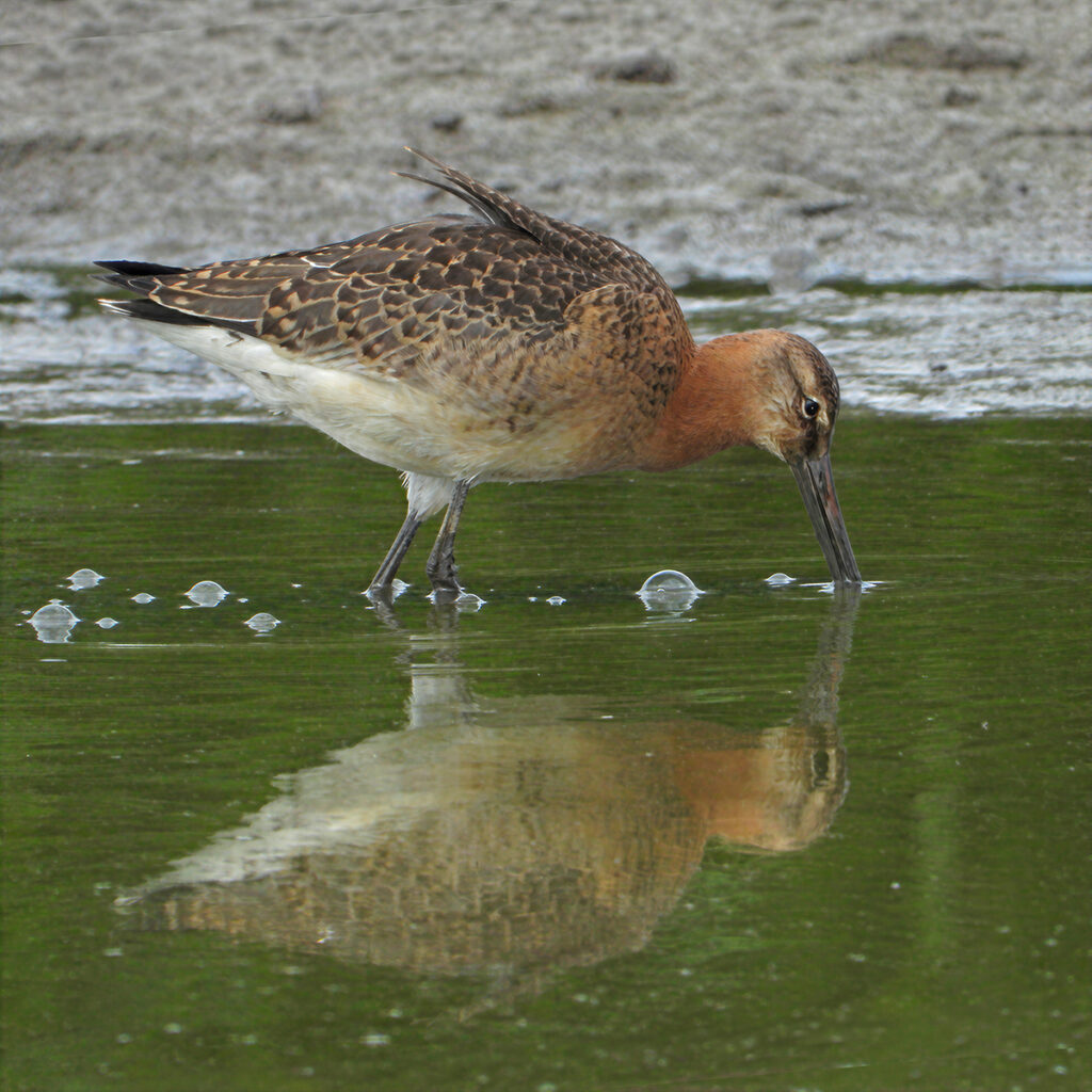 Bar Tailed Godwit by Richard Burch — photograph by Richard Burch