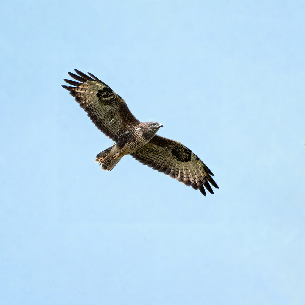 Buzzard by Richard Burch — photograph by Richard Burch