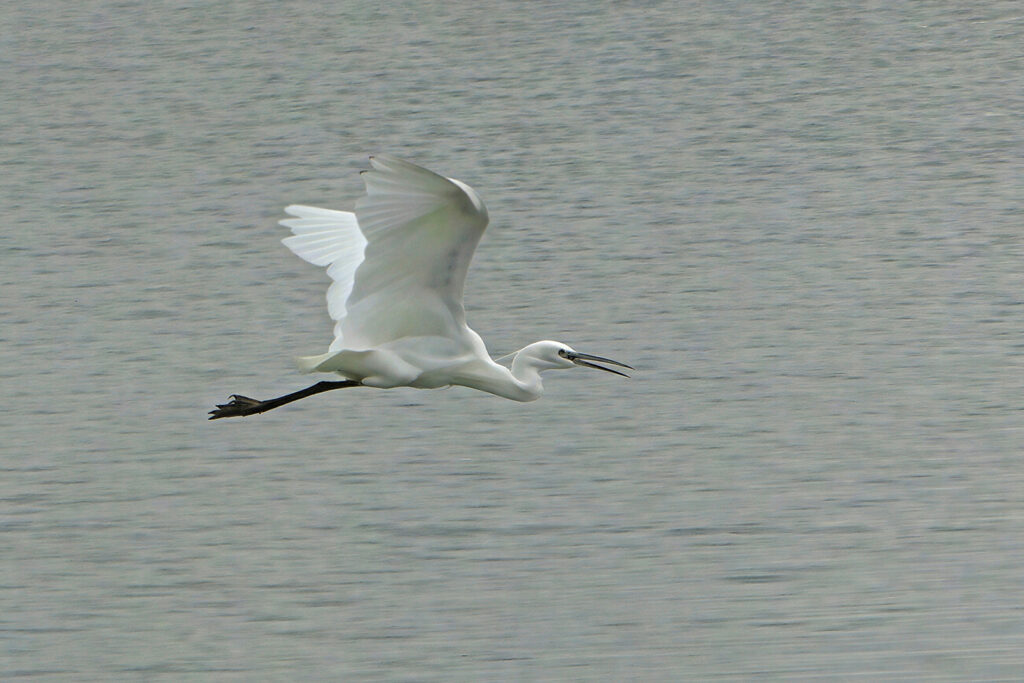 Egret by Richard Burch — photograph by Richard Burch