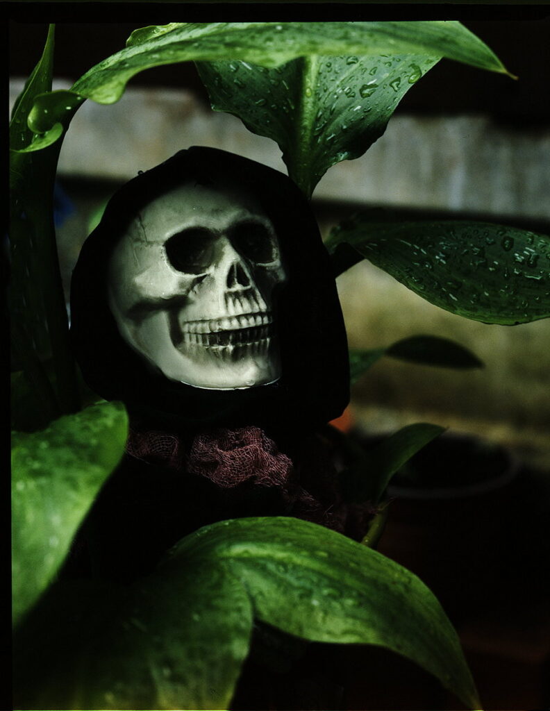 Garden Horror by Peter Elgar — photograph by Peter Elgar