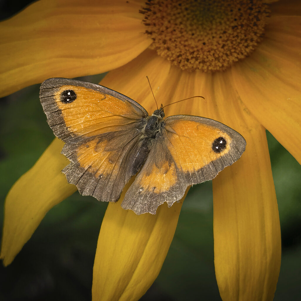 Gatekeeper by Richard Burch — photograph by Richard Burch