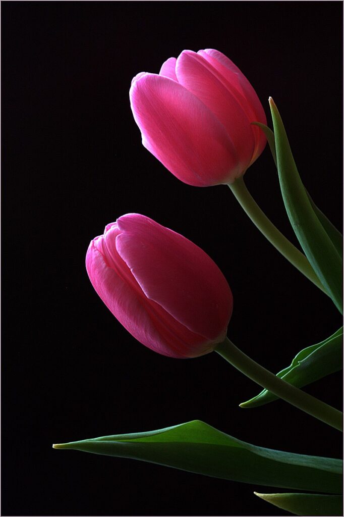 Mothers Day Tulips by Peter Elgar — photograph by Peter Elgar