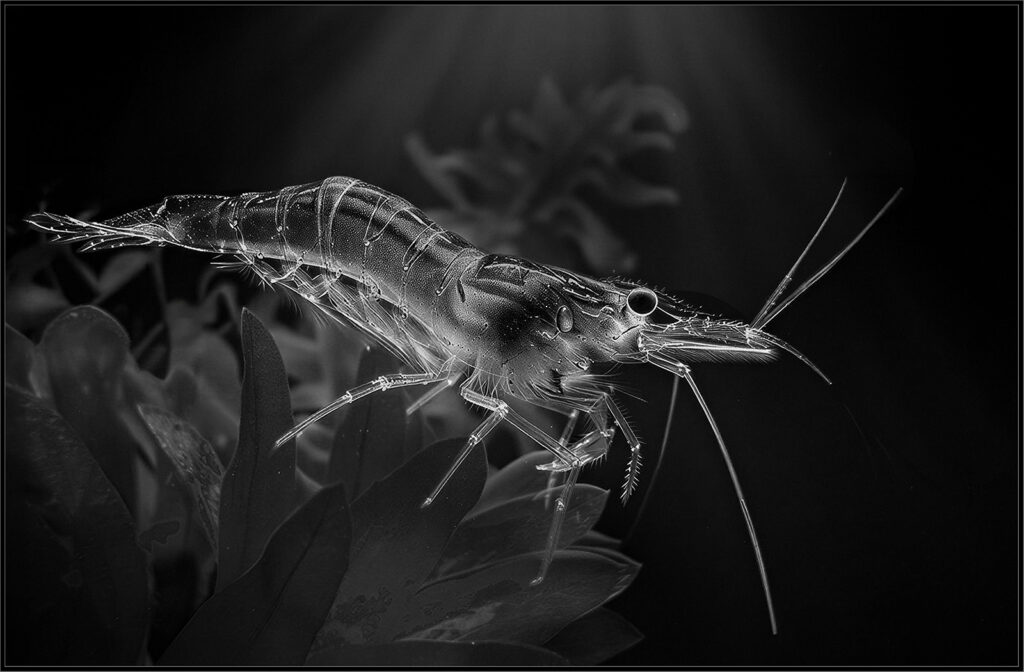 The Galloping Shrimp Print Final by David Faldo Modified — photograph by David Faldo